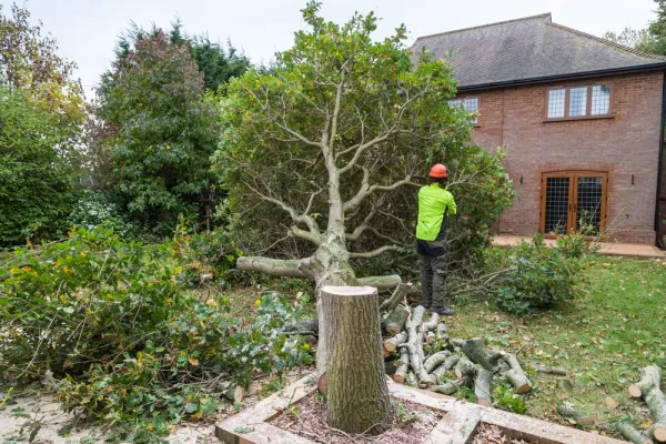 Maximum Height of Trees Near Houses UK