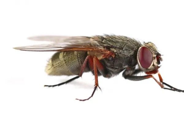 Flies In Your Home? A Guide To What To Do About It!