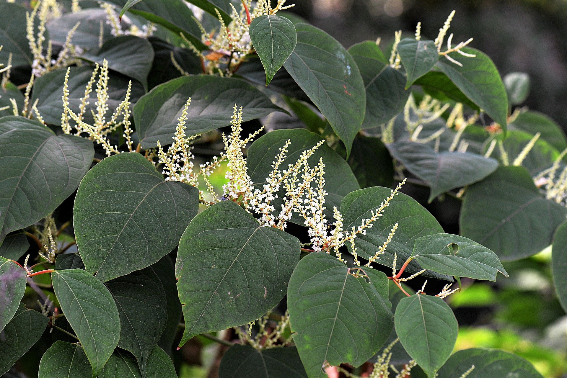 how-to-get-rid-of-japanese-knotweed-easily-sold-co-uk