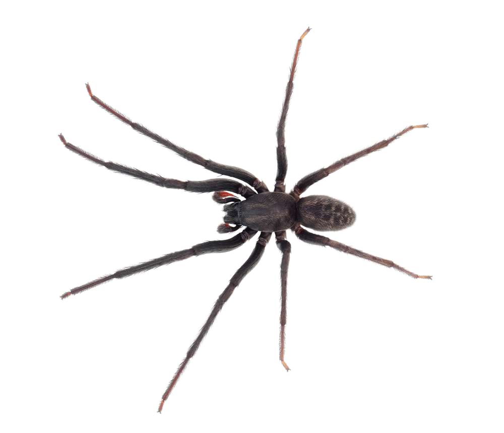 tube web spider