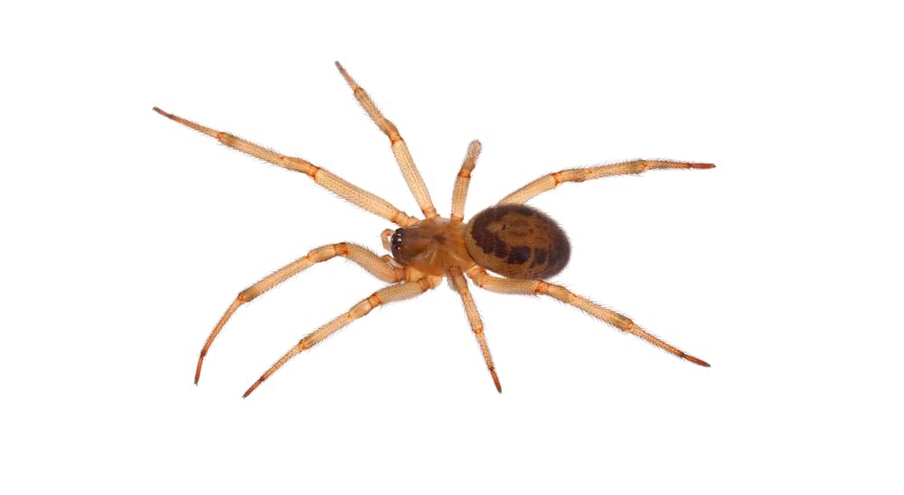 Noble False Widow Spider