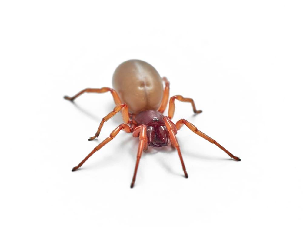 woodlouse spider