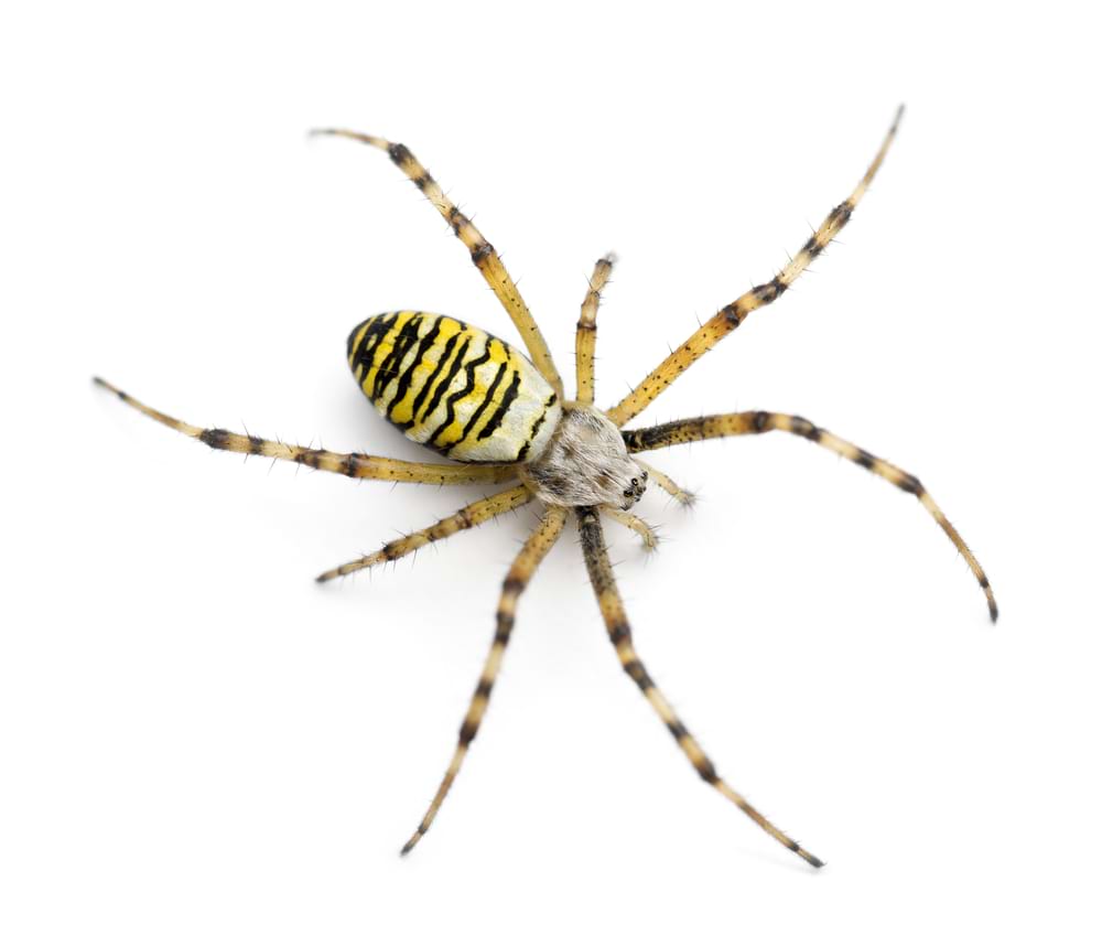 Wasp Spider