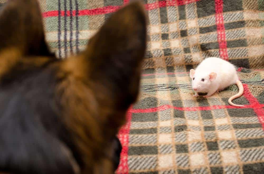 back of dog's head looking at rat