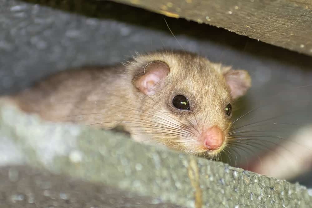 European edible doormouse